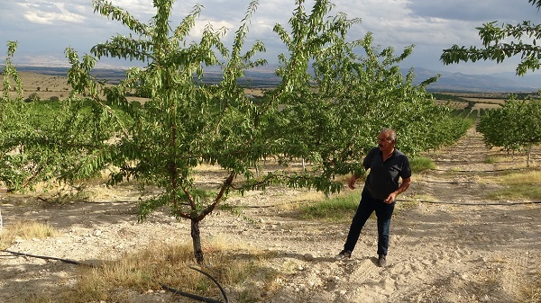 Alternatif olarak dikti! Yüksek verim yüz güldürdü