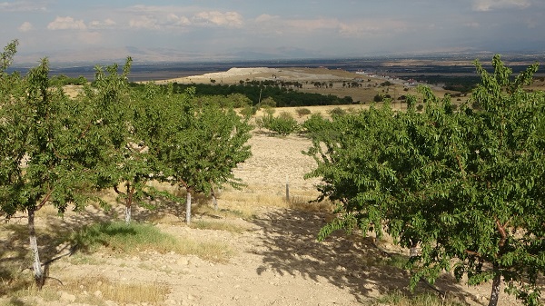 Foto - Alternatif olarak dikti! Yüksek verim yüz güldürdü