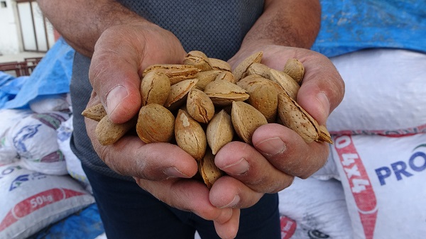 Foto - Alternatif olarak dikti! Yüksek verim yüz güldürdü