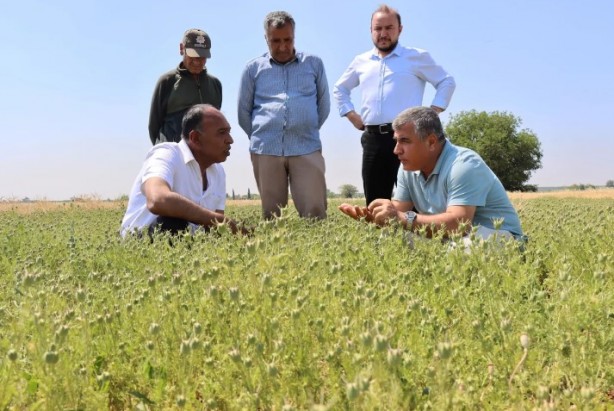 Foto - Alternatif ürün olarak ekildi, 5 bin ton rekolte bekleniyor