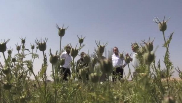 Alternatif ürün olarak ekildi, 5 bin ton rekolte bekleniyor