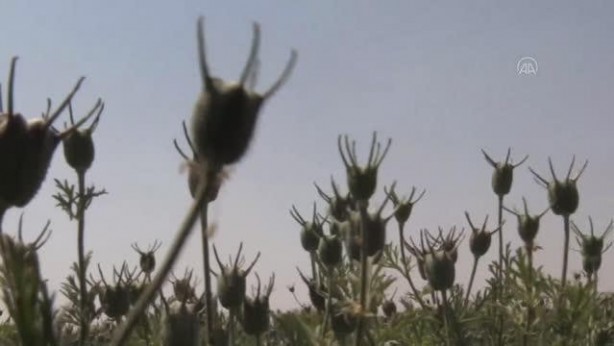 Foto - Alternatif ürün olarak ekildi, 5 bin ton rekolte bekleniyor