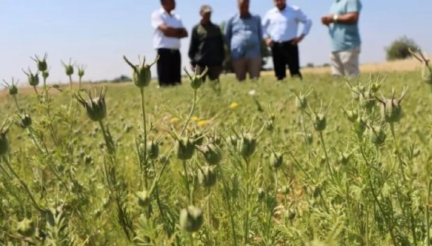 Foto - Alternatif ürün olarak ekildi, 5 bin ton rekolte bekleniyor