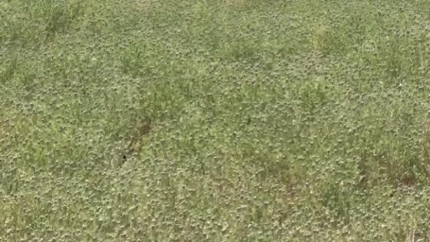 Foto - Alternatif ürün olarak ekildi, 5 bin ton rekolte bekleniyor