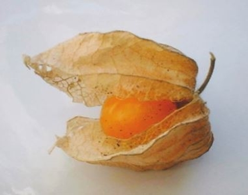 Foto - Altın çilek hakkında bilmedikleriniz