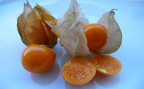 Altın çilek hakkında bilmedikleriniz