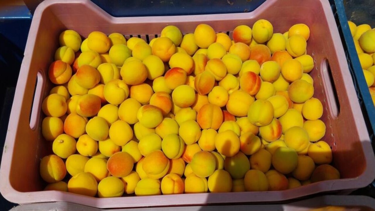 Foto - Altın değerinde kayısı! İlk hasat 500 TL'ye alıcı buldu