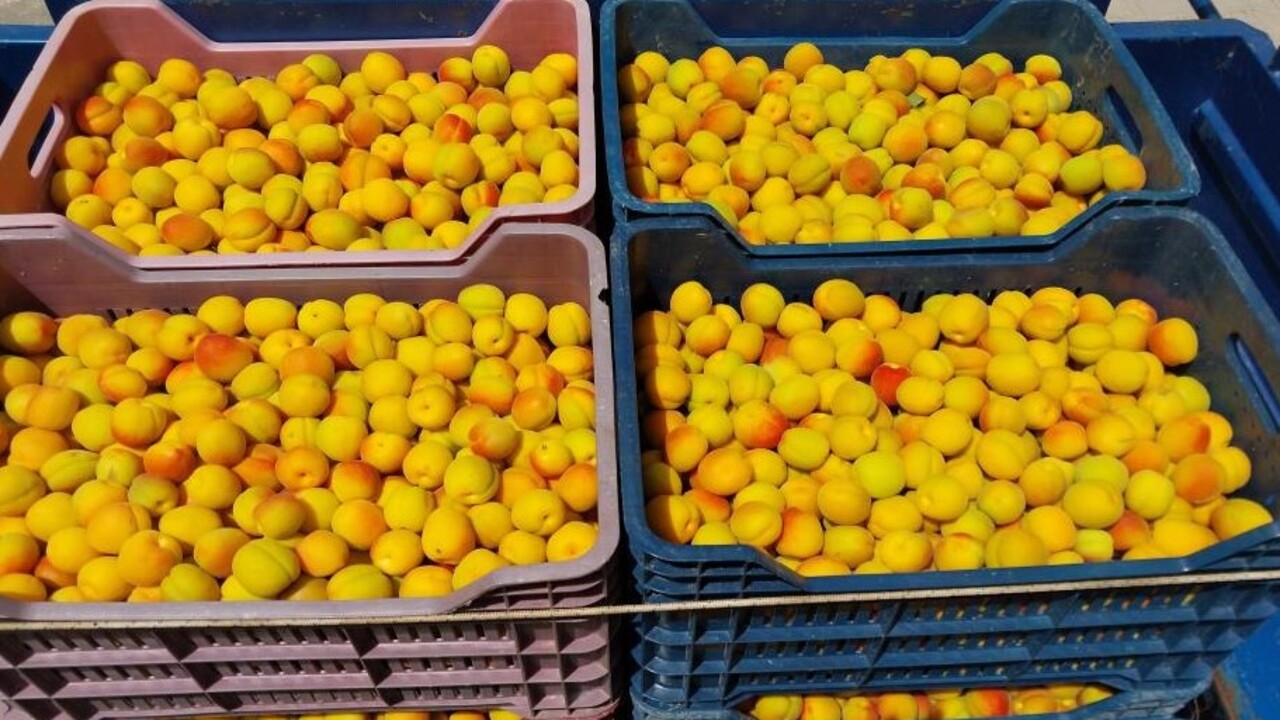 Altın değerinde kayısı! İlk hasat 500 TL'ye alıcı buldu