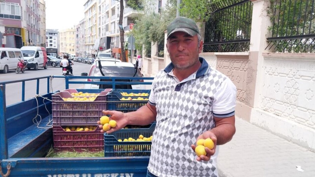 Foto - Altın değerinde kayısı! İlk hasat 500 TL'ye alıcı buldu