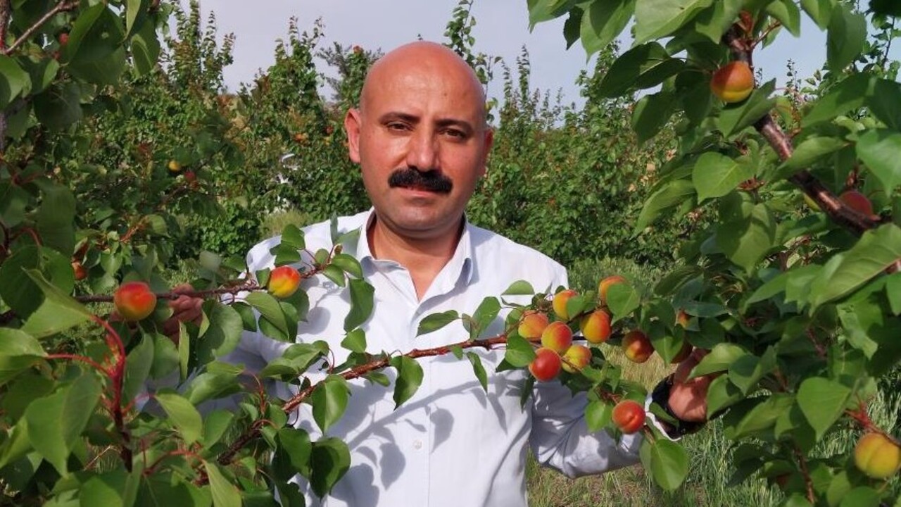Foto - Altın değerinde kayısı! İlk hasat 500 TL'ye alıcı buldu