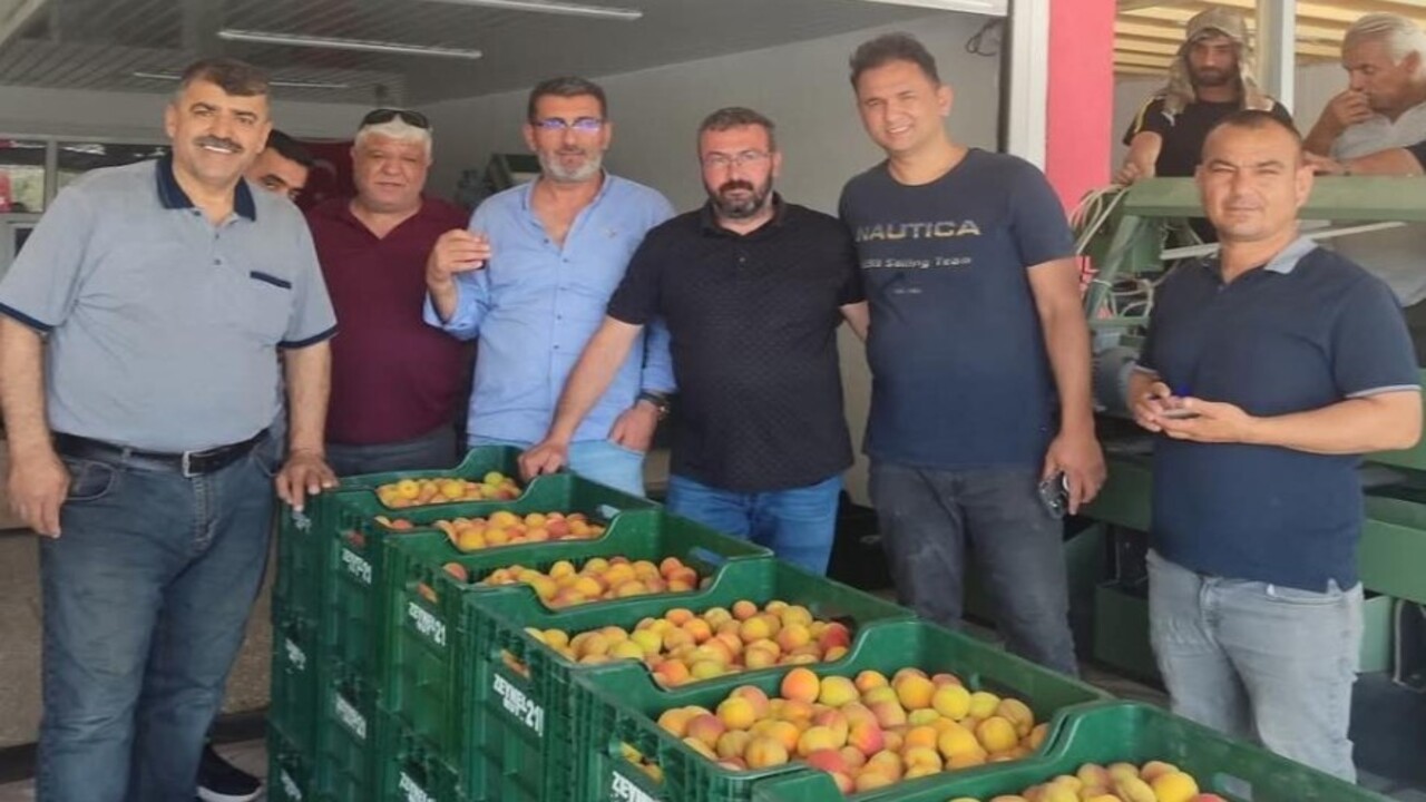 Foto - Altın değerinde kayısı! İlk hasat 500 TL'ye alıcı buldu