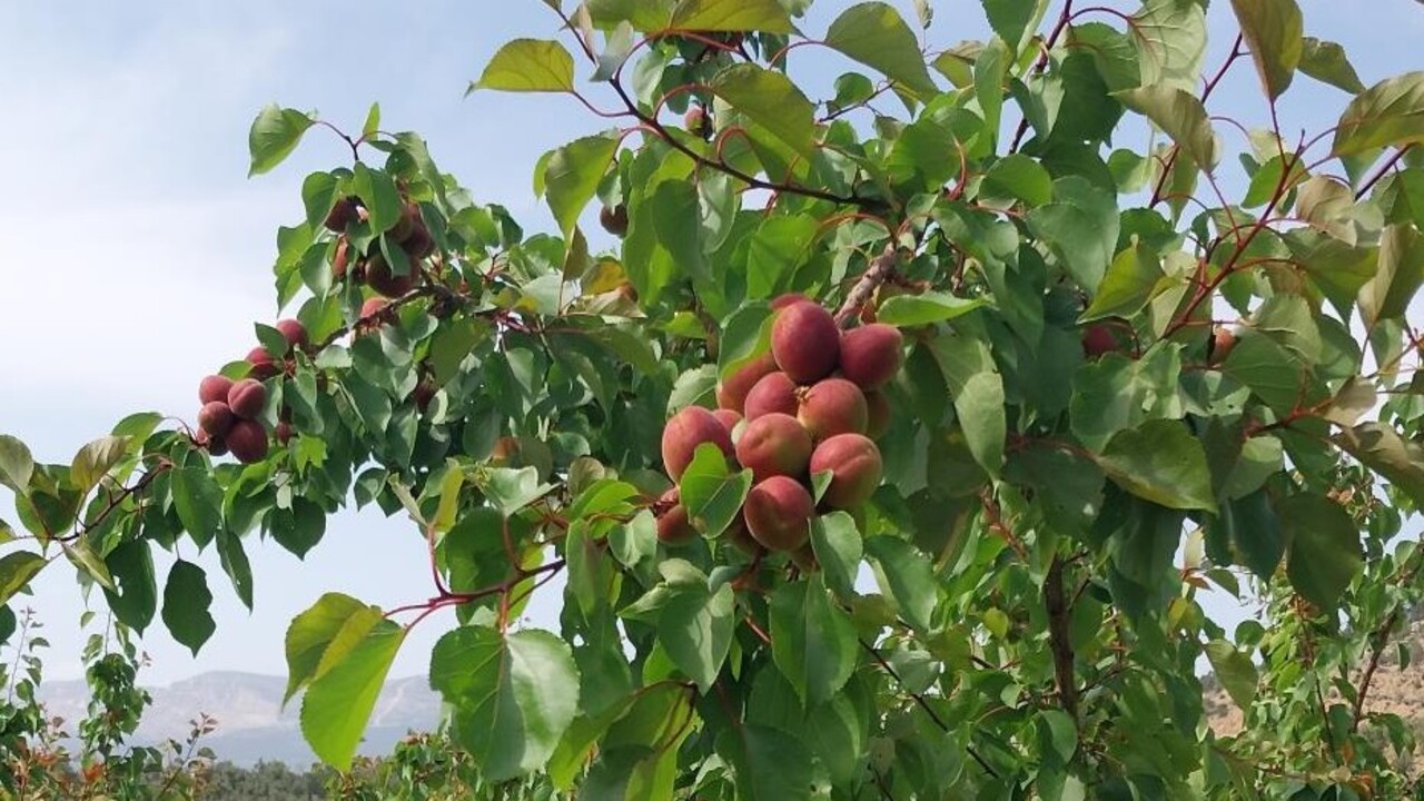 Foto - Altın değerinde kayısı! İlk hasat 500 TL'ye alıcı buldu