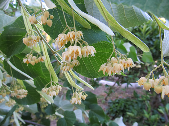Foto - Altın fiyatlarını yakalayacak! Aşırı talep var, fiyatlar daha da yükselecek