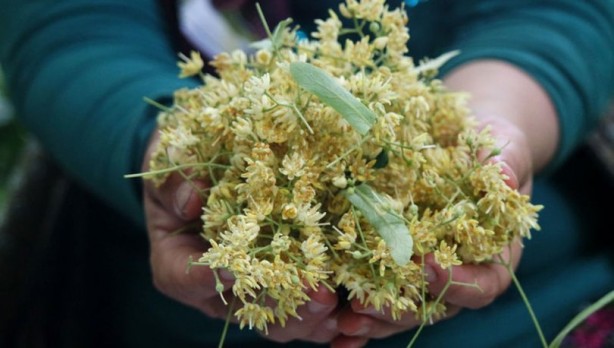 Altın fiyatlarını yakalayacak! Aşırı talep var, fiyatlar daha da yükselecek