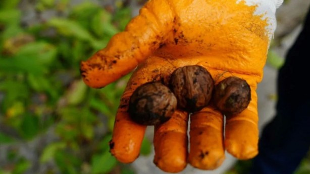 Foto - Altın hasat! Şifa veren bitki: Kendiliğinden yetişiyor, 1 tanesi bile hafızayı uçuruyor! Dikkat çeken şok detay