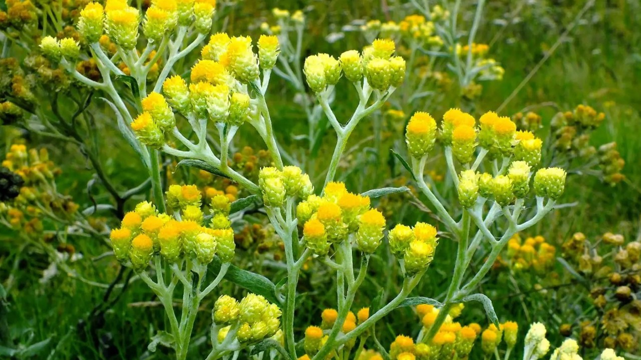  Altın otu nedir? Altın otu faydaları nelerdir? Bu bitkiyi görürseniz hemen bunu yapın Sorunlara dur diyecek