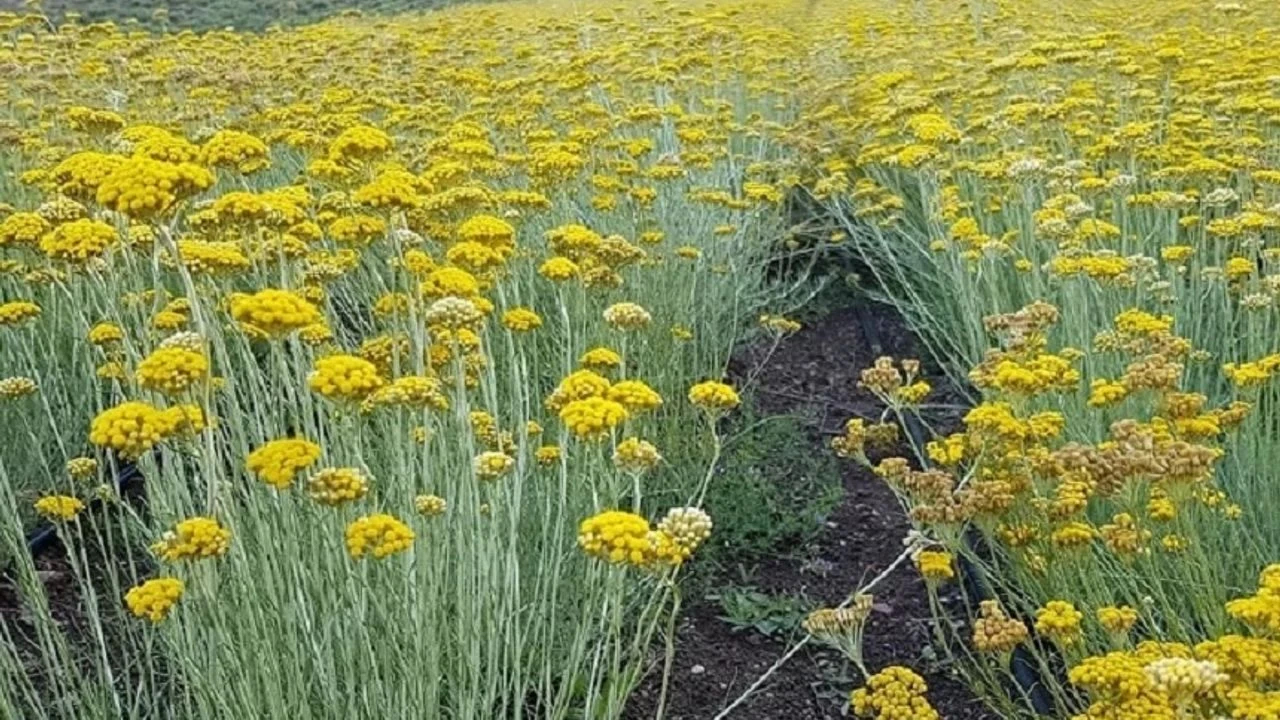 Foto - Altın otu nedir? Altın otu faydaları nelerdir? Bu bitkiyi görürseniz hemen bunu yapın Sorunlara dur diyecek