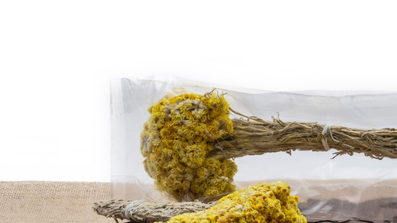 Foto - Altın otu nedir? Altın otu faydaları nelerdir? Bu bitkiyi görürseniz hemen bunu yapın Sorunlara dur diyecek