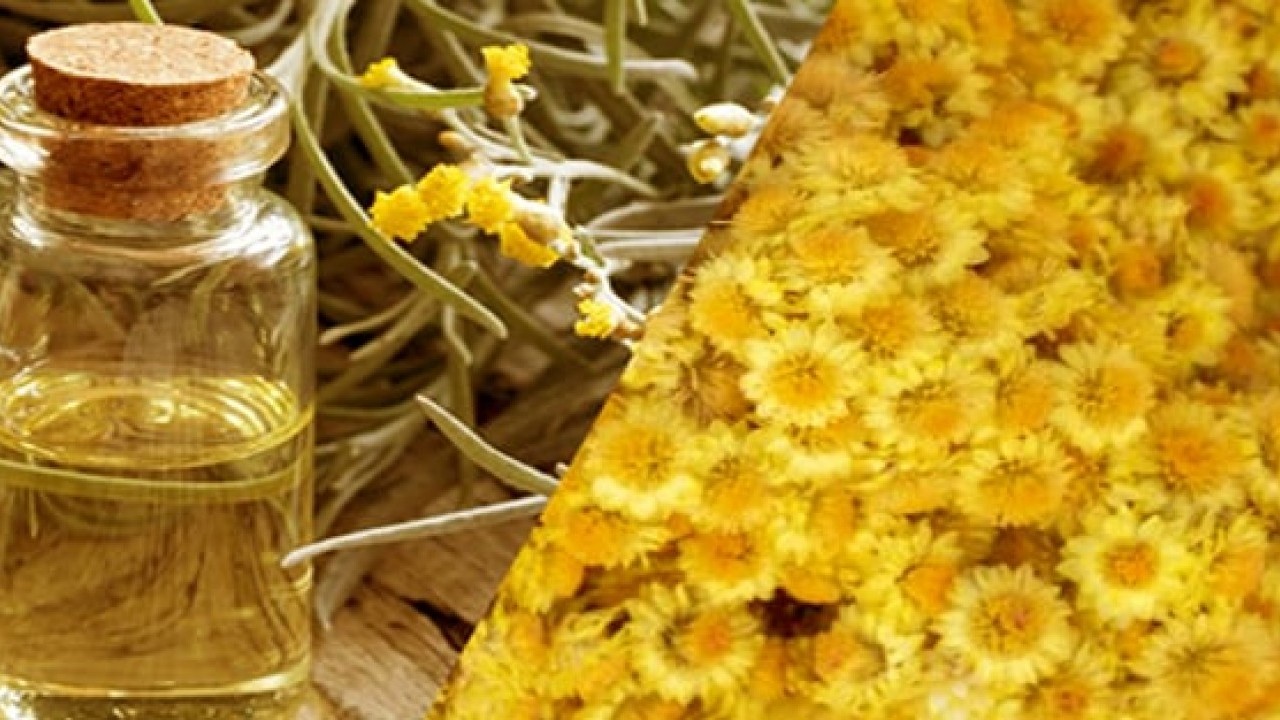 Foto - Altın otu nedir? Altın otu faydaları nelerdir? Bu bitkiyi görürseniz hemen bunu yapın Sorunlara dur diyecek