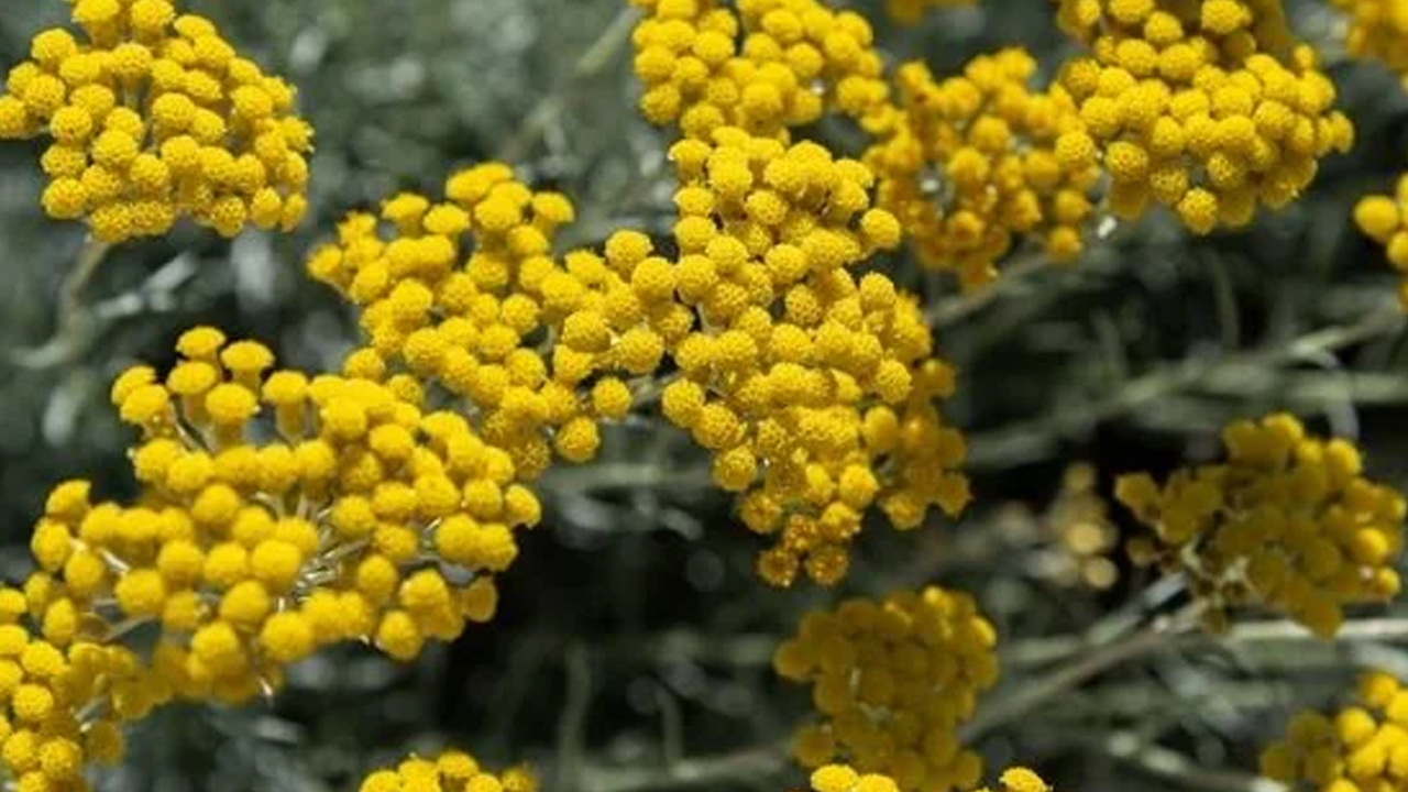 Foto - Altın otu nedir? Altın otu faydaları nelerdir? Bu bitkiyi görürseniz hemen bunu yapın Sorunlara dur diyecek