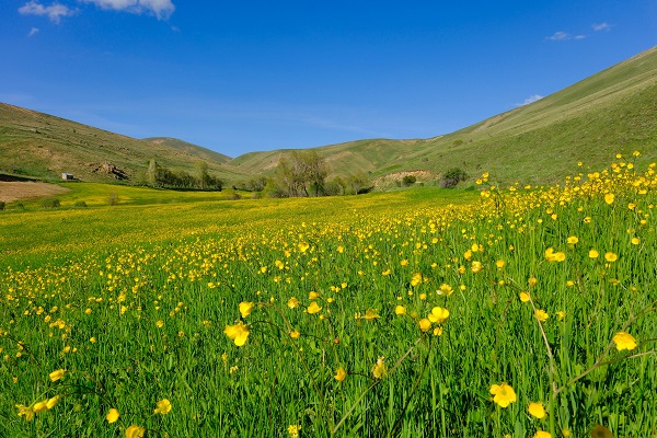 Altın Vadisi sarıya büründü! Bu manzara için sadece 10 gün kaldı