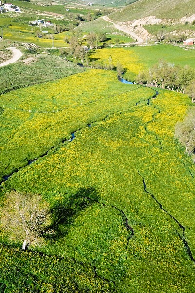 Foto - Altın Vadisi sarıya büründü! Bu manzara için sadece 10 gün kaldı