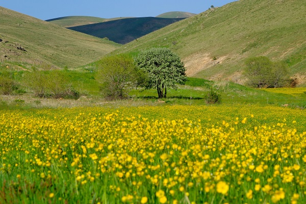 Foto - Altın Vadisi sarıya büründü! Bu manzara için sadece 10 gün kaldı