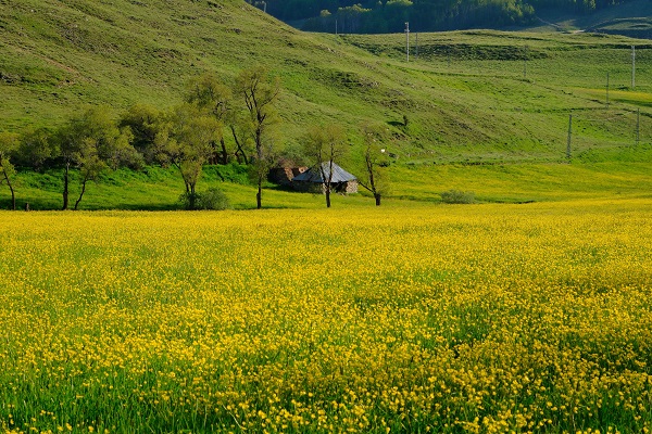 Foto - Altın Vadisi sarıya büründü! Bu manzara için sadece 10 gün kaldı