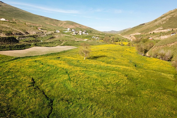 Foto - Altın Vadisi sarıya büründü! Bu manzara için sadece 10 gün kaldı