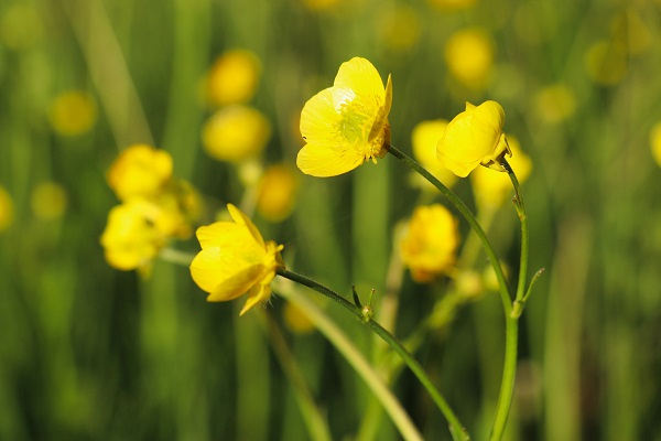 Foto - Altın Vadisi sarıya büründü! Bu manzara için sadece 10 gün kaldı