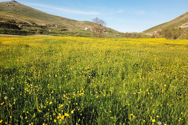 Foto - Altın Vadisi sarıya büründü! Bu manzara için sadece 10 gün kaldı