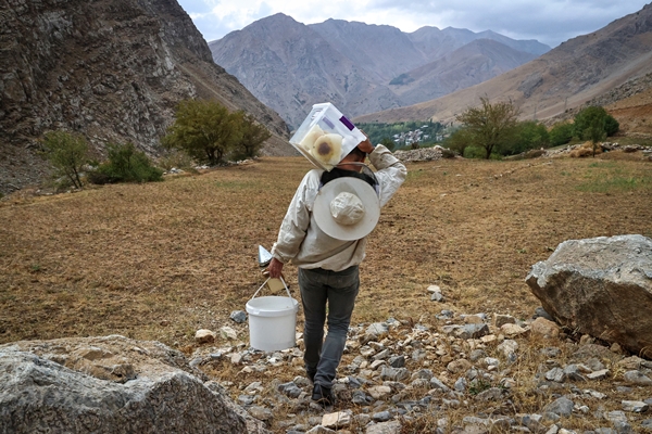 Foto - Altından çok daha kıymetli... Binbir zahmetle çıkarılıyor