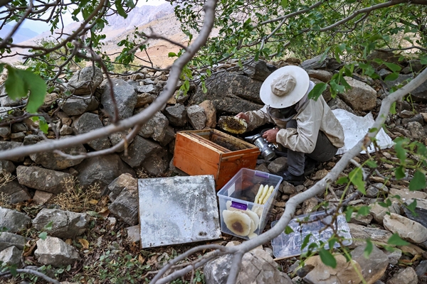 Foto - Altından çok daha kıymetli... Binbir zahmetle çıkarılıyor