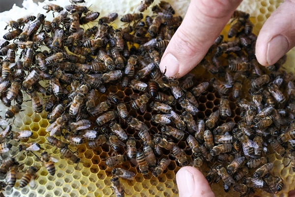 Foto - Altından çok daha kıymetli... Binbir zahmetle çıkarılıyor