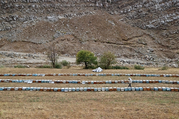 Foto - Altından çok daha kıymetli... Binbir zahmetle çıkarılıyor