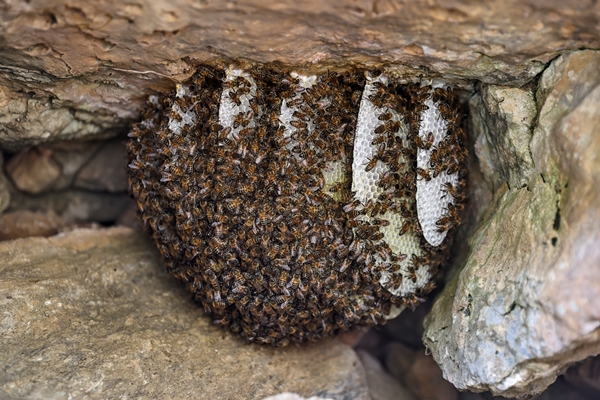 Foto - Altından çok daha kıymetli... Binbir zahmetle çıkarılıyor