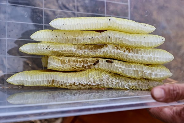 Foto - Altından çok daha kıymetli... Binbir zahmetle çıkarılıyor