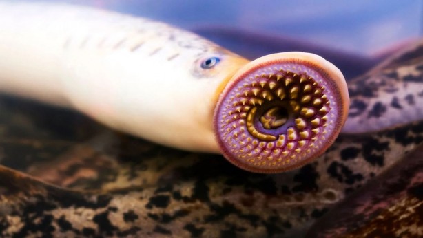 Foto - Aman Allahım! Bu nasıl bir şey böyle! 500 tane dişiyle tüm balıkları yutuyor