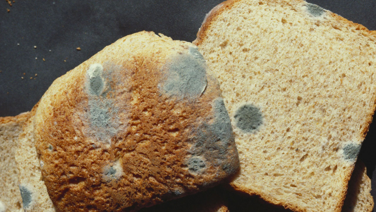 Foto - Aman bu konuya çok dikkat edin! Küflenmiş ekmeği yemek doğru mu? 