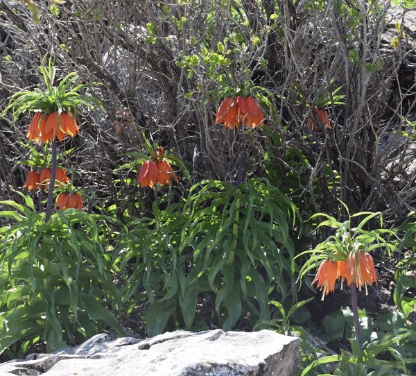 Foto - Aman çok dikkat edin! Bu çiçeği kopartmak istiyorsanız; 244 bin lirayı hazırlayın