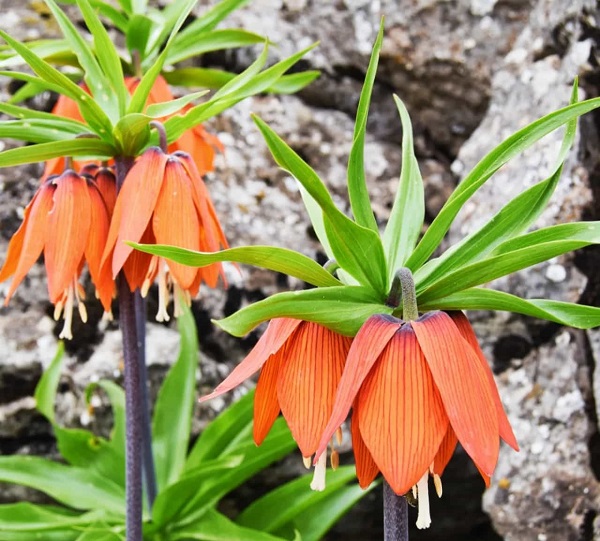 Foto - Aman çok dikkat edin! Bu çiçeği kopartmak istiyorsanız; 244 bin lirayı hazırlayın