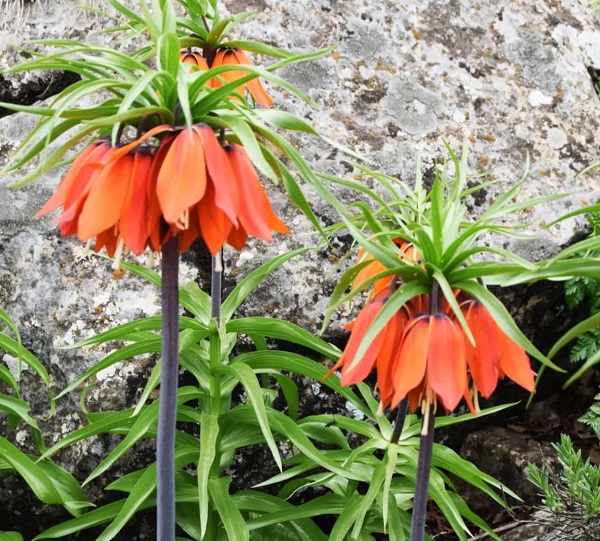 Foto - Aman çok dikkat edin! Bu çiçeği kopartmak istiyorsanız; 244 bin lirayı hazırlayın