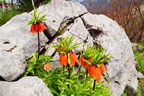 Foto - Aman çok dikkat edin! Bu çiçeği kopartmak istiyorsanız; 244 bin lirayı hazırlayın