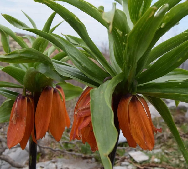 Foto - Aman çok dikkat edin! Bu çiçeği kopartmak istiyorsanız; 244 bin lirayı hazırlayın