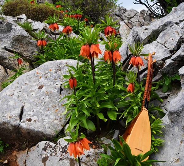 Foto - Aman çok dikkat edin! Bu çiçeği kopartmak istiyorsanız; 244 bin lirayı hazırlayın