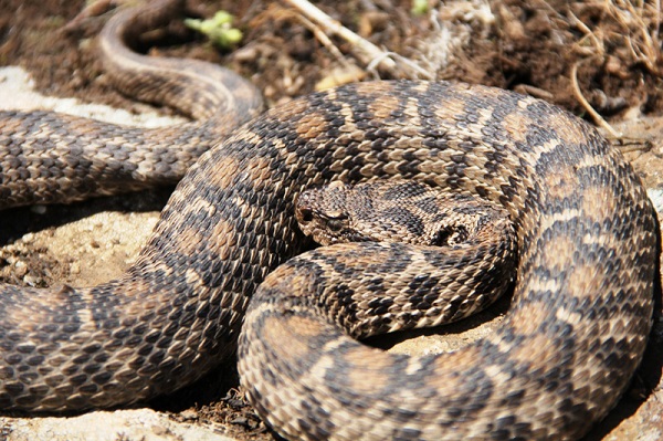 Foto - Aman çok dikkat edin! Bu hayvana zarar vermenin cezası 100 bin lira