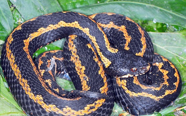 Foto - Aman çok dikkat edin! Bu hayvana zarar vermenin cezası 100 bin lira