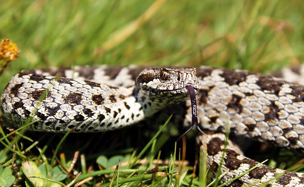 Foto - Aman çok dikkat edin! Bu hayvana zarar vermenin cezası 100 bin lira