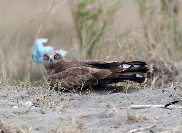 Foto - Aman çok dikkat edin! Bu hayvana zarar vermenin cezası 100 bin lira