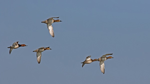 Foto - Aman çok dikkat edin! Bu hayvana zarar vermenin cezası 100 bin lira